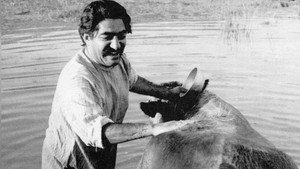 Корова (фильм, 1969)