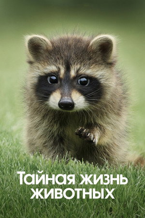 Тайная жизнь животных (сериал, 2024)