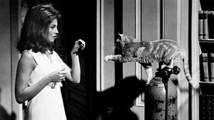 Глаз кота (фильм, 1969)