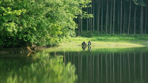 Цветок (фильм, 2005)