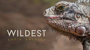 В дебрях Латинской Америки (сериал, 2012)