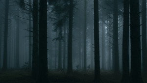 Темное сердце леса (фильм, 2021)