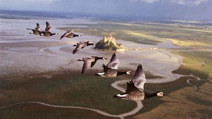 Птицы (фильм, 2001)