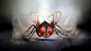 Муха (фильм, 2012)