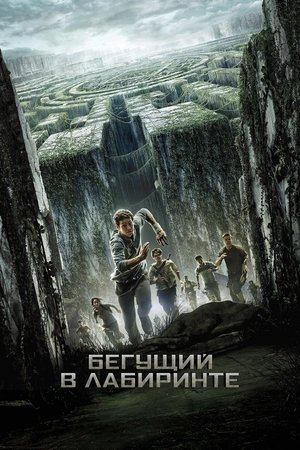 Бегущий в лабиринте (фильм, 2014)