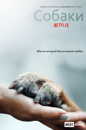 Собаки (сериал, 2018)