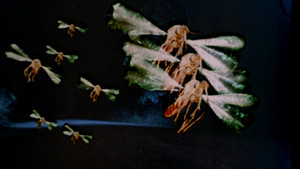 Москиты (фильм, 1995)