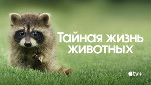 Тайная жизнь животных (сериал, 2024)