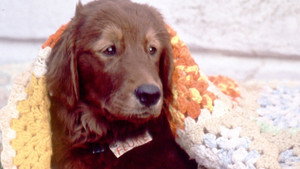 Флюк (фильм, 1995)