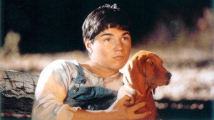 Цветок Красного папоротника (фильм, 2003)