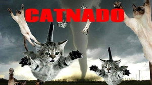 Кошачий торнадо (фильм, 2024)