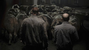 Бычара (фильм, 2011)