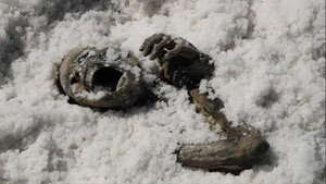 Под солью (фильм, 2008)
