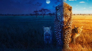 Большие кошки днём и ночью (сериал, 2024)